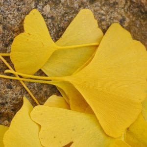 Ginko Greatness