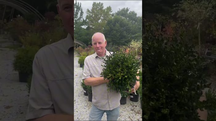 Your Boxwoods Are at Risk: Spotting & Stopping the Box Tree Moth