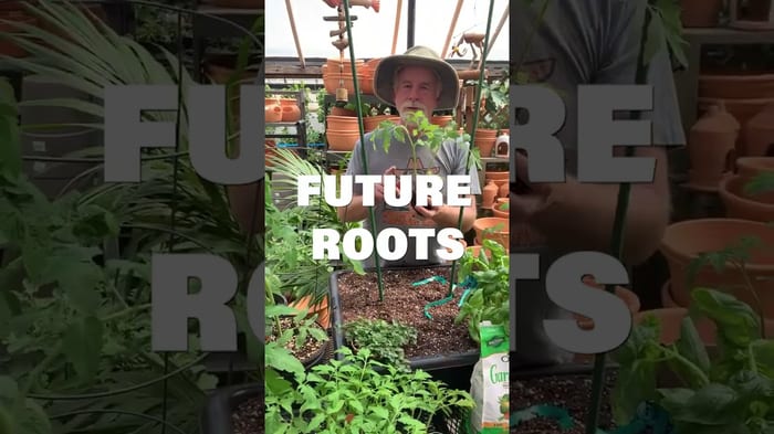Growing Tomatoes