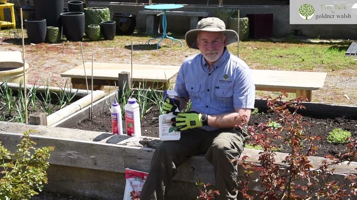 How to Care for Your Roses