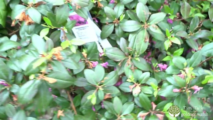 Rhododendrons