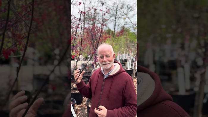 The Fabulous World of Redbuds