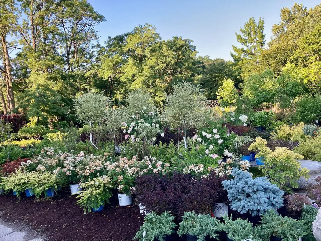 Seasonal flowers and plants at Goldner Walsh