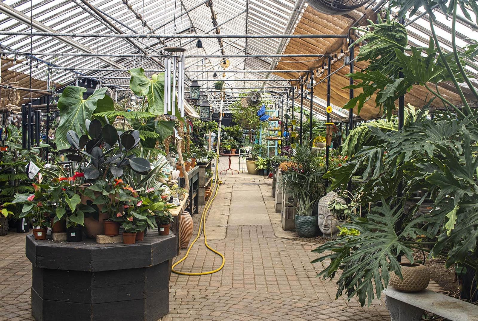 Plants inside the Goldner Walsh greenhouse